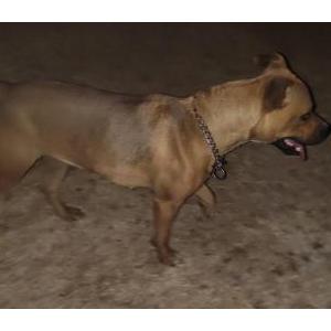 Found Dog Unsure