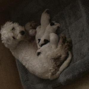Lost Dog Bella