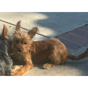 Lost Dog Pepper