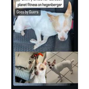 Lost Dog Guera