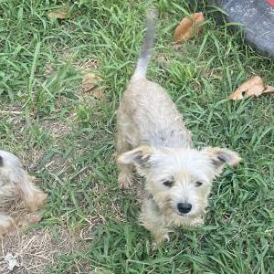 Lost Dog Suárez