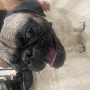 Found Dog Unknown