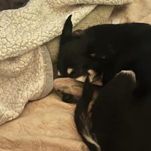 Lost Dog Sampson