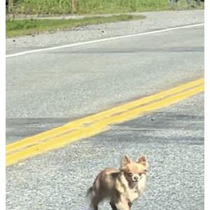 Found Dog Unknown
