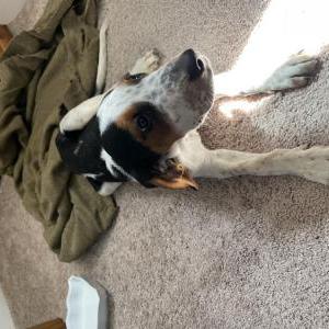 Lost Dog Unknown