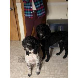 Lost Dog Lacey and Ariez