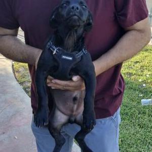 Found Dog Unknown