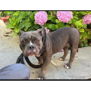 Found Dog Unknown