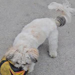 2nd Image of Vinicius, Lost Dog