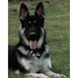 Lost Dog Pup
