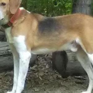 Lost Dog BOZO
