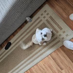 Lost Dog Sami