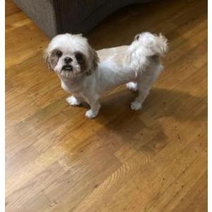 Lost Dog Rex