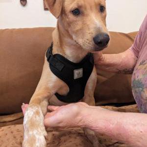 Found Dog Unknown