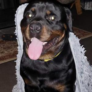 Image of Diesel, Lost Dog