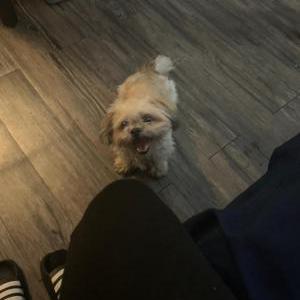 Lost Dog Momas