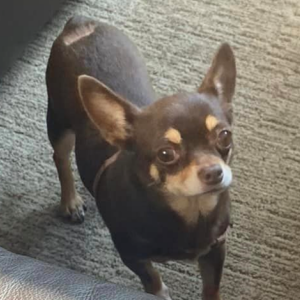 Image of Coco, Lost Dog