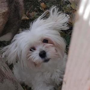 Lost Dog Lola pocket