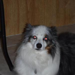 Lost Dog Rascal