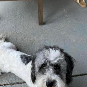 Lost Dog Milo