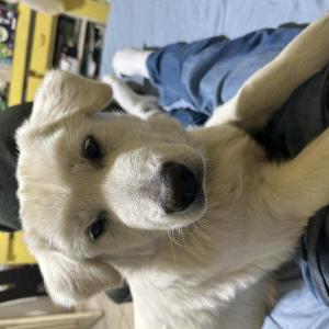 Lost Dog Sky