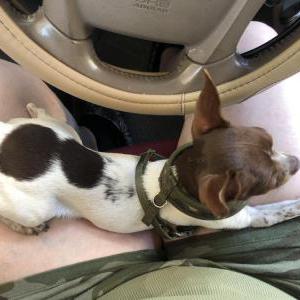 Lost Dog Canela