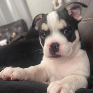 Lost Dog Coby