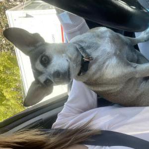 Lost Dog Sputnik
