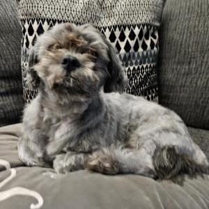 Lost Dog Viking