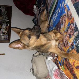 Lost Dog Ivanna