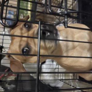 Found Dog Unknown