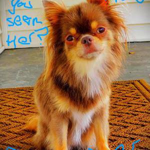 Lost Dog Kizzy