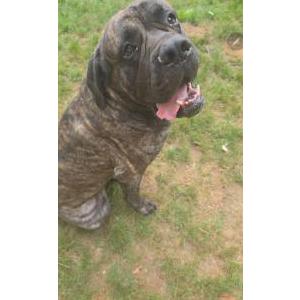 Lost Dog Frank