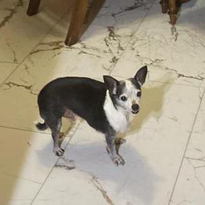 Lost Dog Oreo