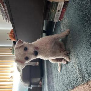 Found Dog UNKNOWN