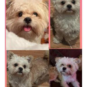 Lost Dog Toby