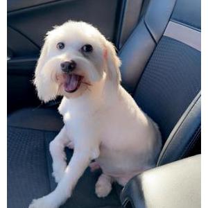 Lost Dog CASPER
