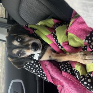 Lost Dog Sammy
