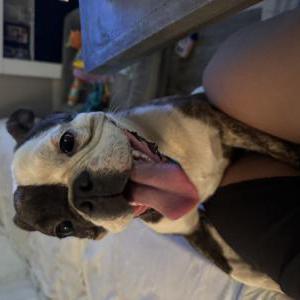 Found Dog Unknown