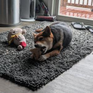 Lost Dog Jima