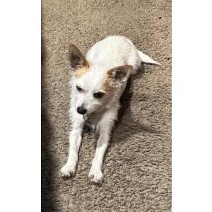 Lost Dog Scully,