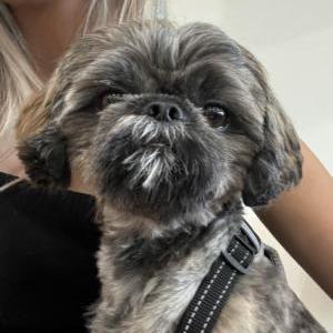Found Dog Unknown