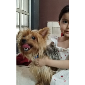 Lost Dog Joggi