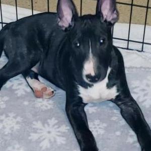 Lost Dog Unknown