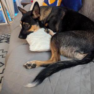 Found Dog Unknown