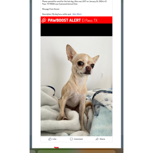 Lost Dog Alice