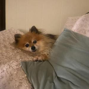 2nd Image of Foxy, Lost Dog