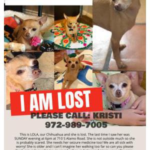 Lost Dog Lola