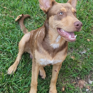 Lost Dog Canello