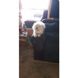 Lost Dog Walnut